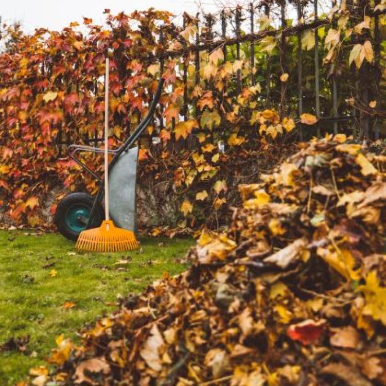 Leaf pile and rake (c. Getty Images)