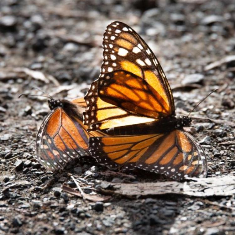 Two monarchs on ground, Pismo Beach (George Rose/ Getty Images)