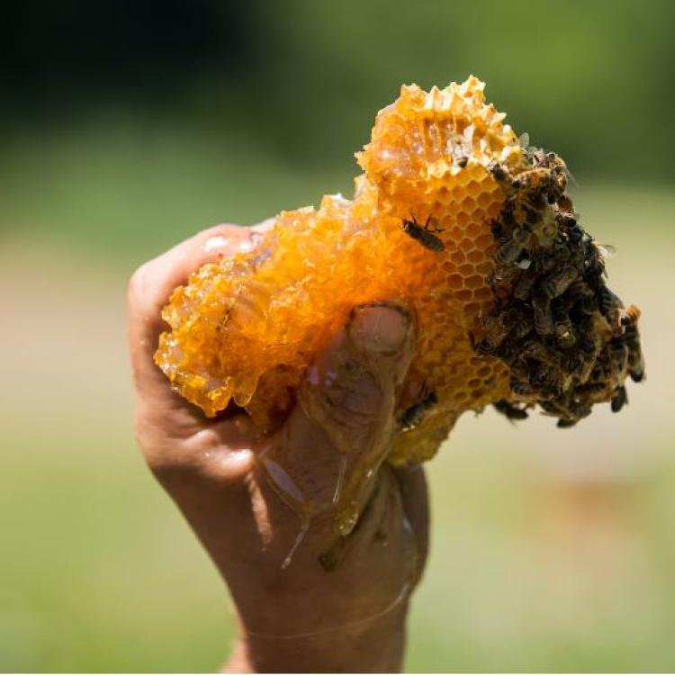 Oregon beekeeper Henry Storch brandishes a honey comb wrested from a honeybee colony in 2015. (Leah Nash/For the Washington Post)