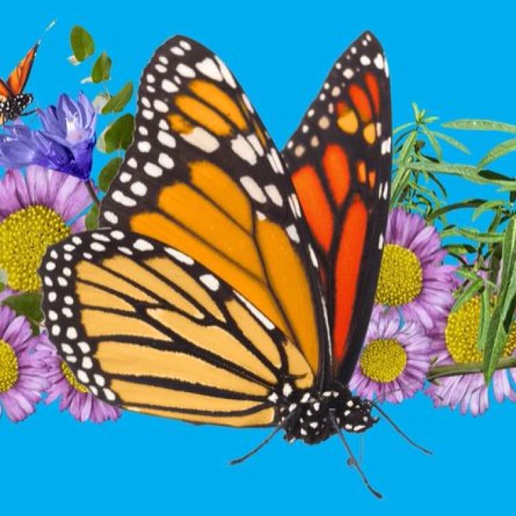 monarch illustration (c. LA Times)