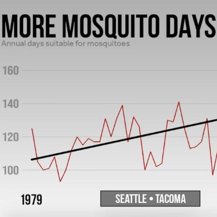 A warmer climate has lengthened mosquito season in the Seattle-Tacoma area, according to the nonprofit Climate Central.