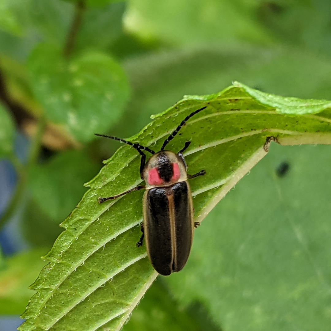 A firefly is perched on a leaf.