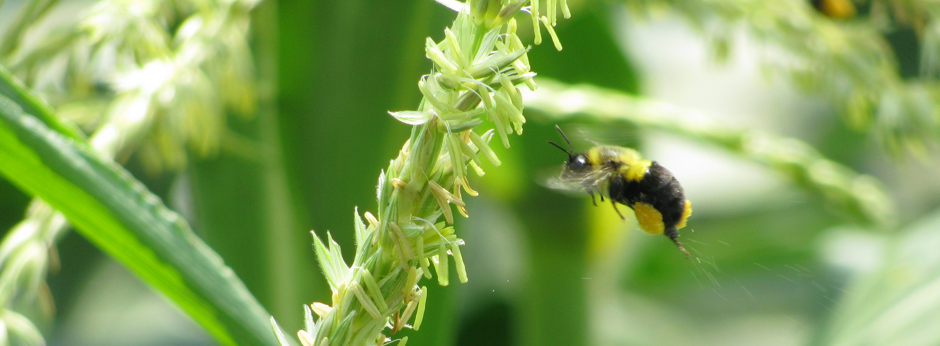 Chemical Control: Understanding the Use of Pesticides in Scale Insect Management