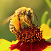A bee with a lot of pollen in its baskets is perched atop a red and yellow flower.
