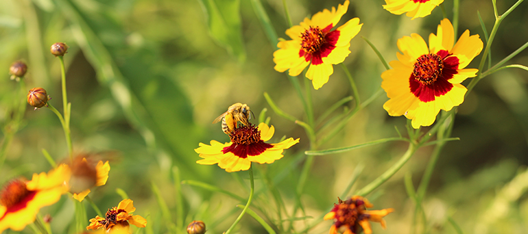 Pollinator-Friendly Native Plant Lists | Xerces Society