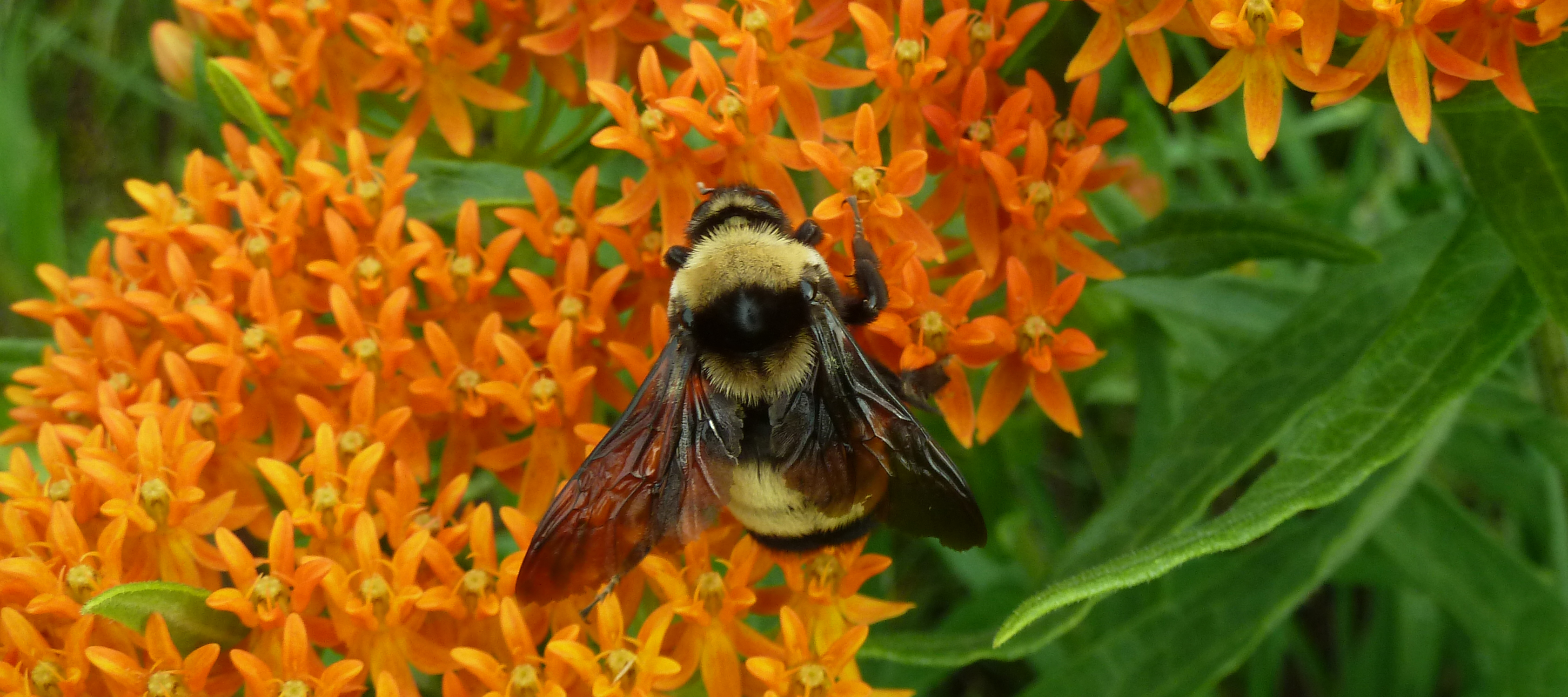 How the humblebee became the bumblebee, Insects