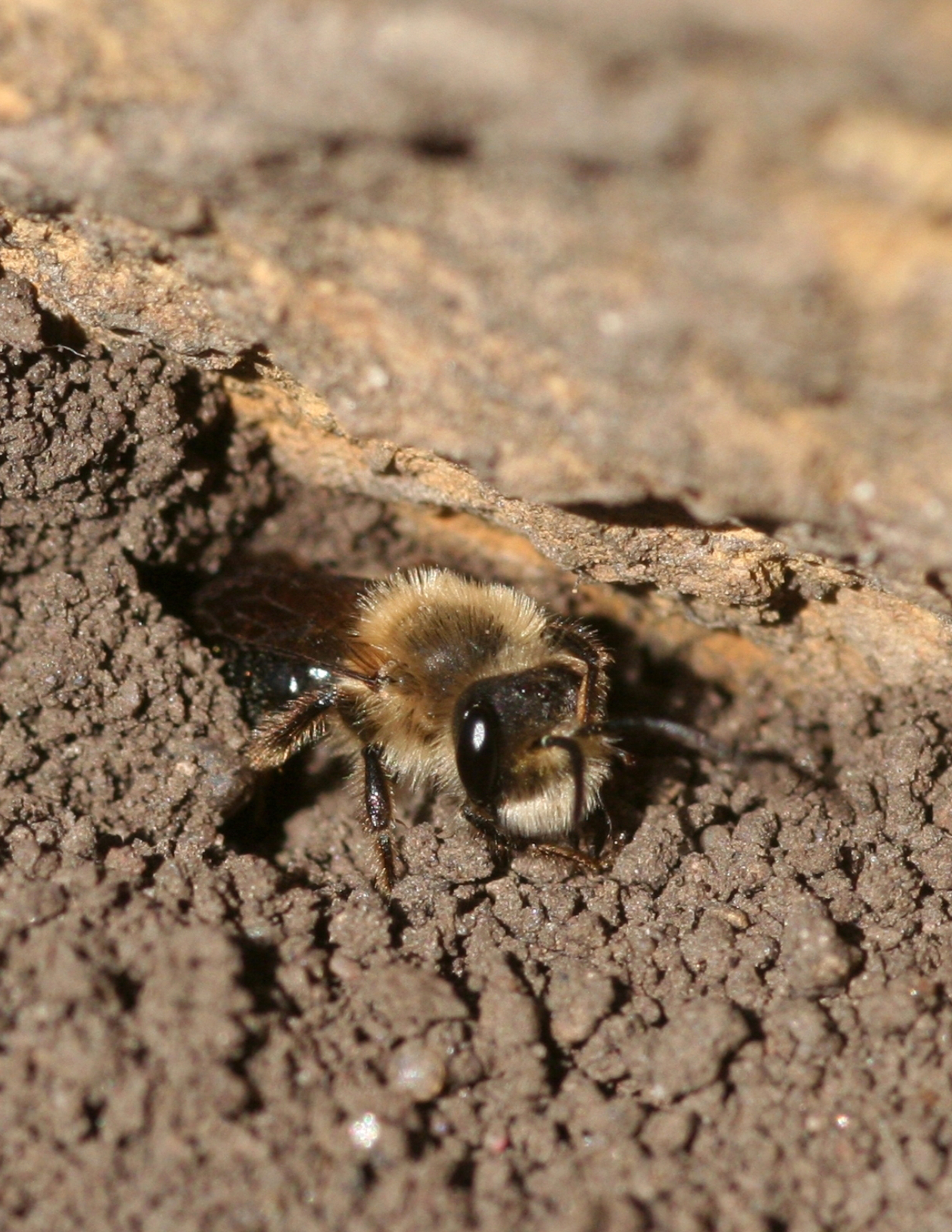 A fuzzy bee with big, shiny eyes peers out of a hole in bare dirt.