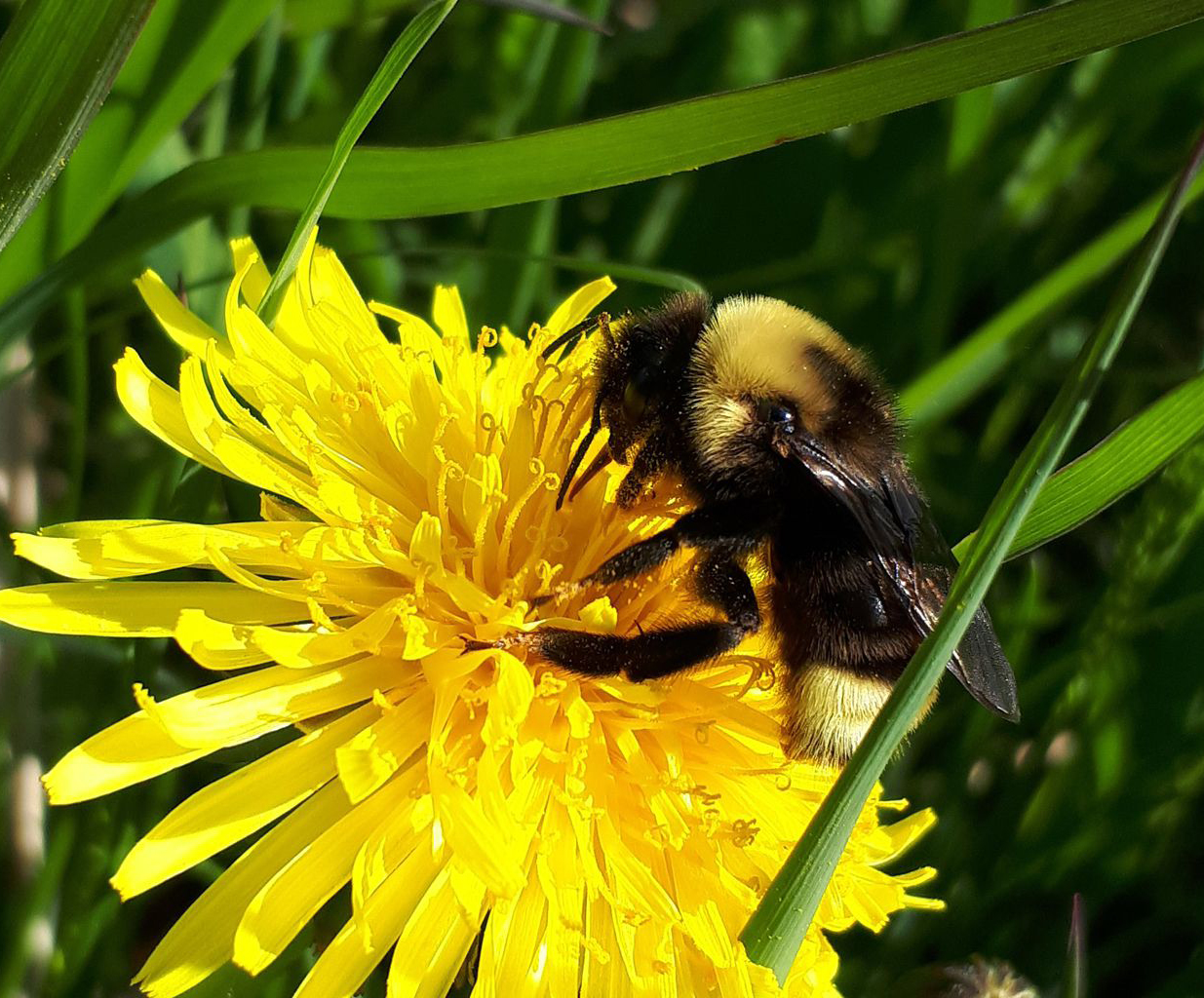 "yellow, flower, dandelion, community science, Bumble Bee Watch"
