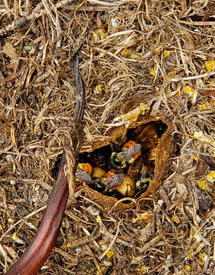 bumble bee nest