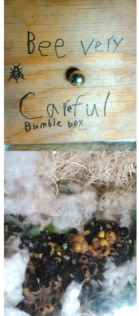 "Bumble bee nest box showing a bumble bee nest in fiberglass insulation with adults and eggs"