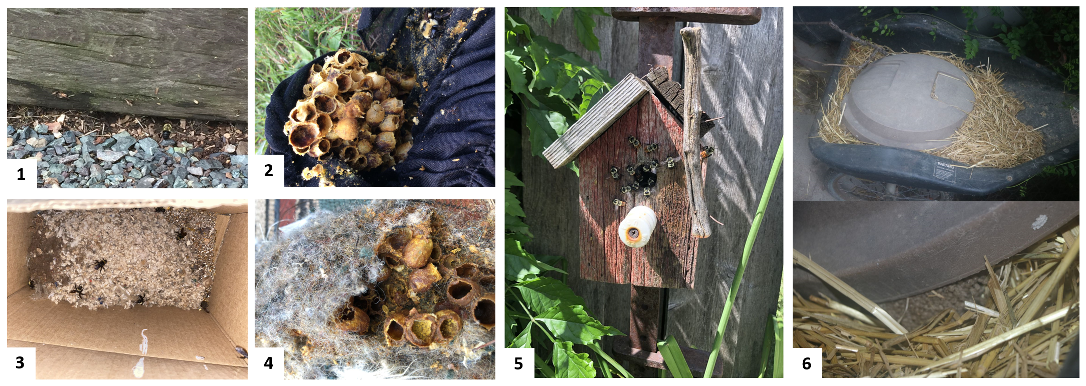 "A series of 6 images showing different human-made structures utilized by bumble bees as nesting locations, (1) under a deck, (2) in fabric stored in a shed, (3) in a cardboard box, (4) in a stored horse saddle, (5) in a birdhouse, and (6) in a cart of dried hay under a plastic lid"
