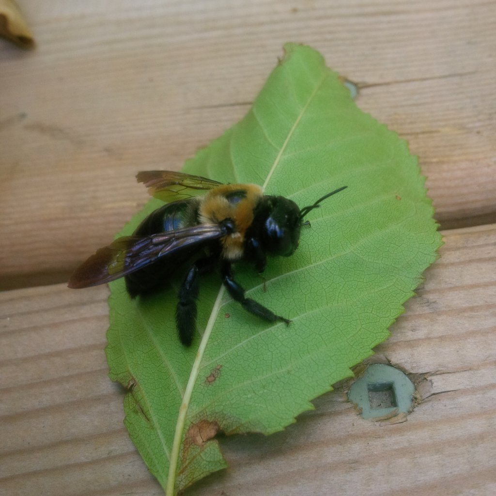 "Large carpenter bee on a green leaf"