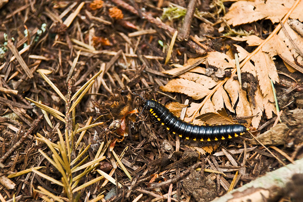 Yellow spotted millipede crawls in leaves and brush