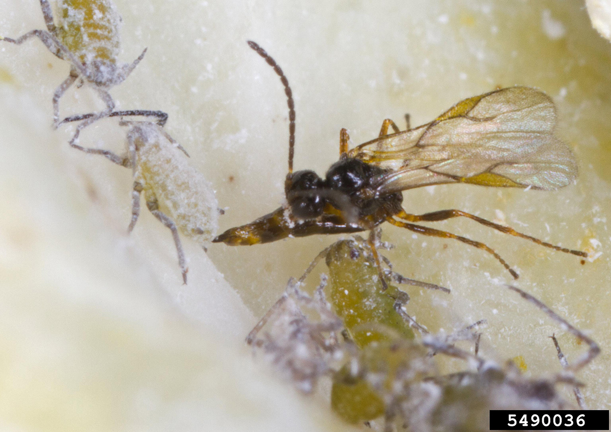 Braconid wasp parasitizing, or laying eggs on, a cabbage aphid