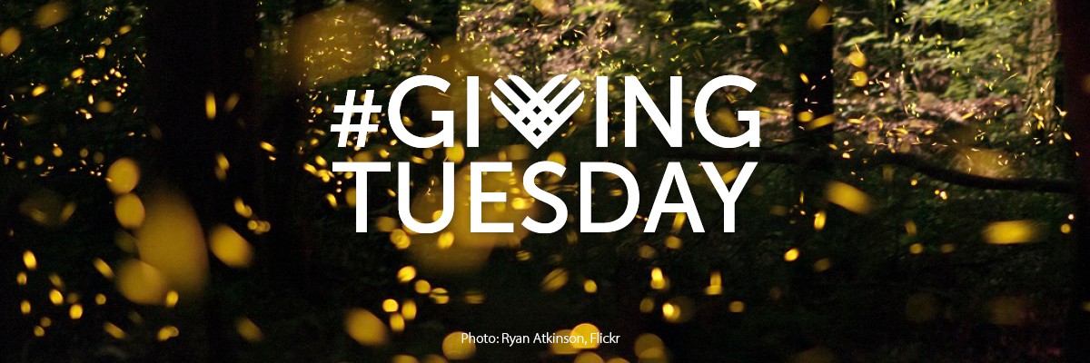 Fireflies flashing in a wooded area and Giving Tuesday logo