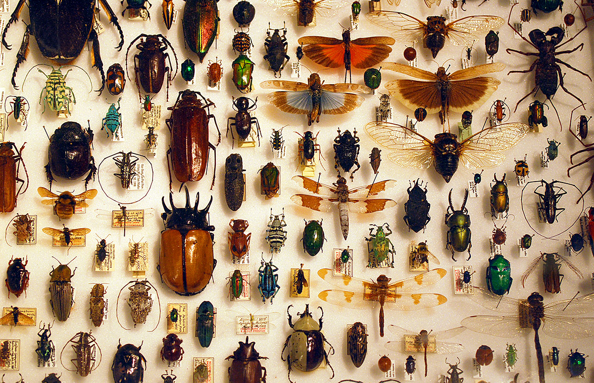 A variety of pinned insects in an insect collection