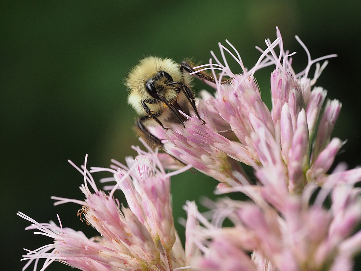 Close detailed view of a bumble bee on a flower