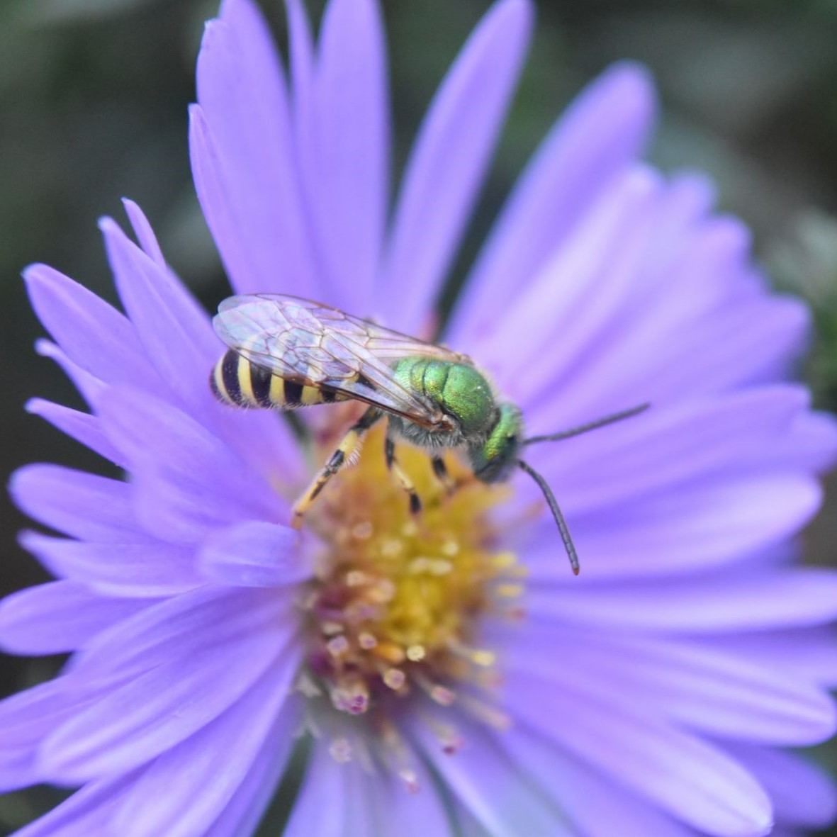 Agapostemon male bee on a New England aster flower