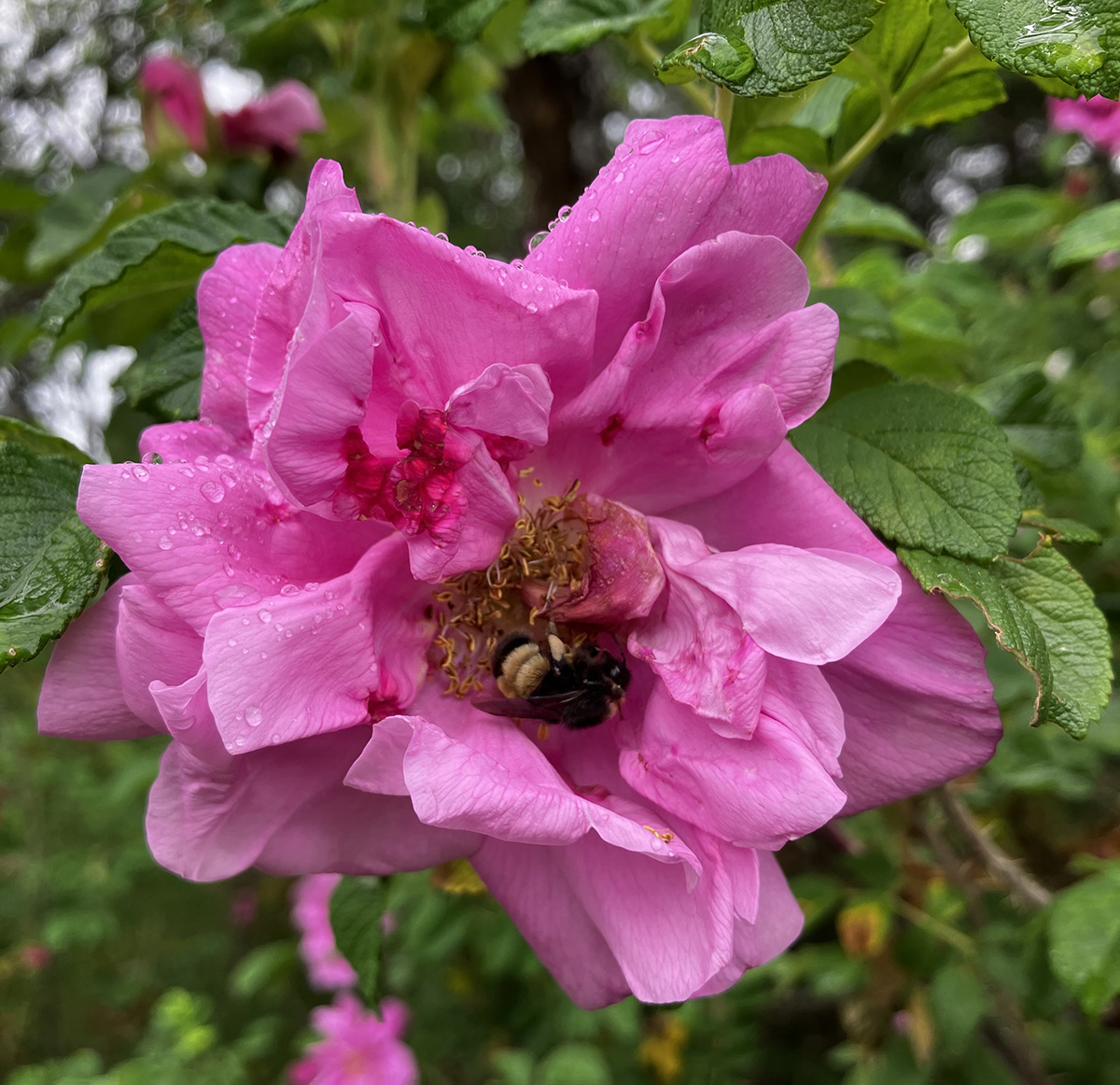 Bumble bee in pink flower