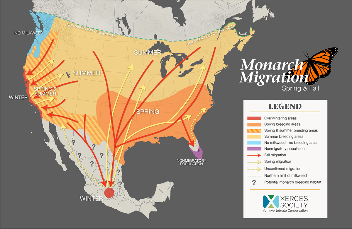 5 Monarch Migration Facts Xerces Society   Monarch Migration Map 2023 