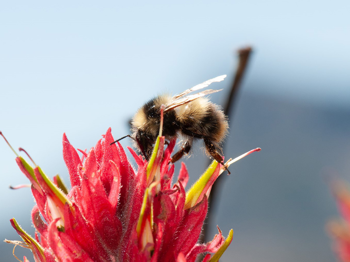Golden-belted bumble bee on paintbrush flower