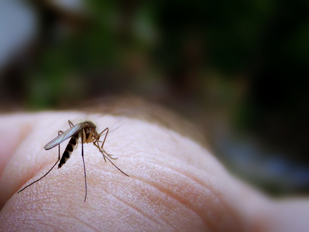 Mosquito biting a person's hand