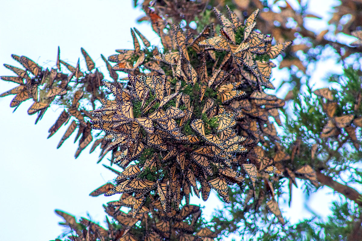 Monarchs clustered together on a tree branch