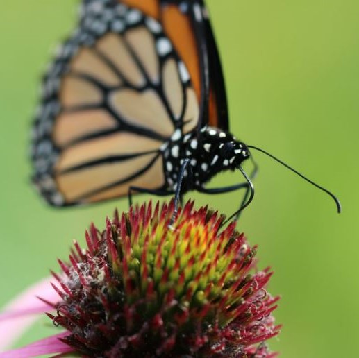A monarch is perched on a coneflower
