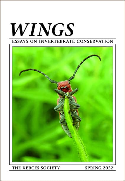 Cover page of Wings magazine