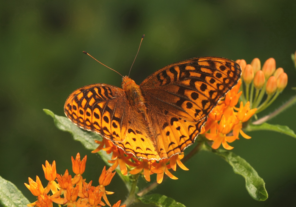 great spangled fritillary butterfly on milkweed flowers