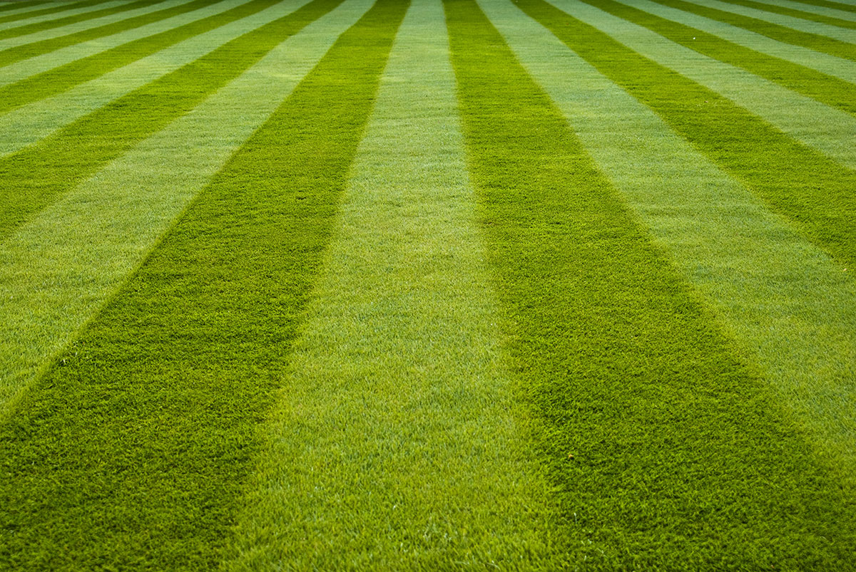 Striped turf lawn with no signs of non-human life. 