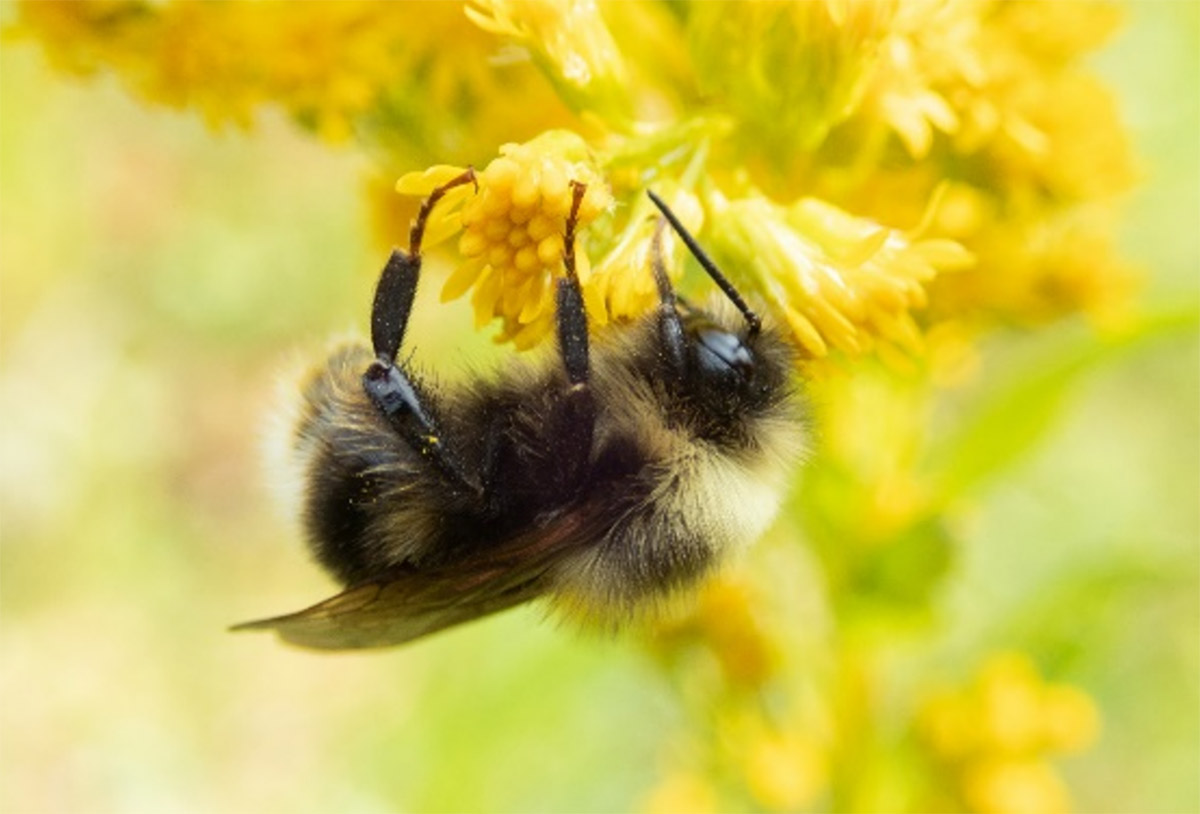 Western Bumble bee on a cluster of flowers