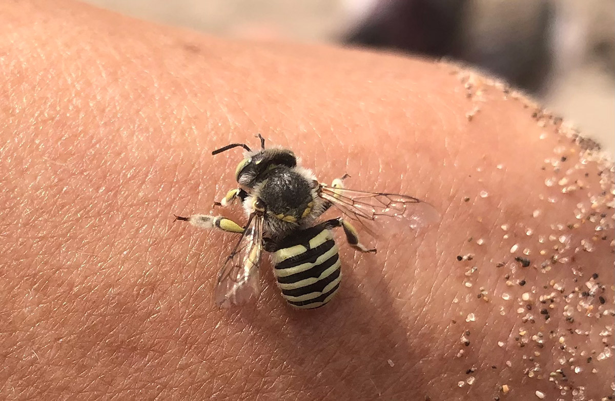 Wool carder bee on human hand
