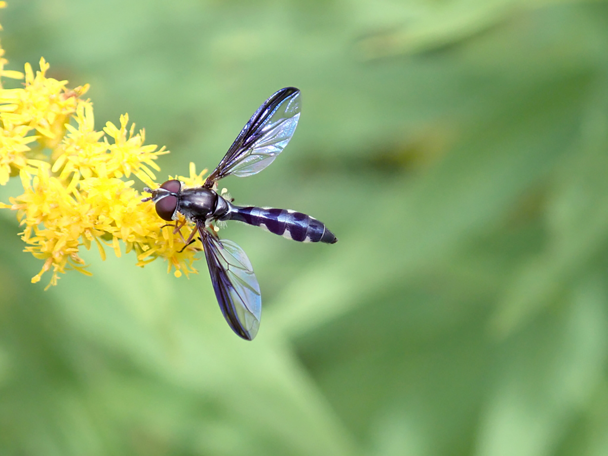 Blue hover fly on flowers
