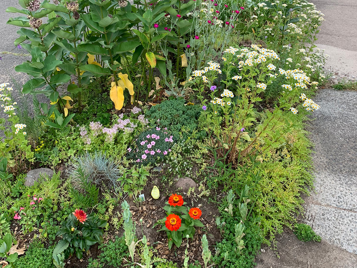 Diverse, blooming home garden patch near a sidewalk