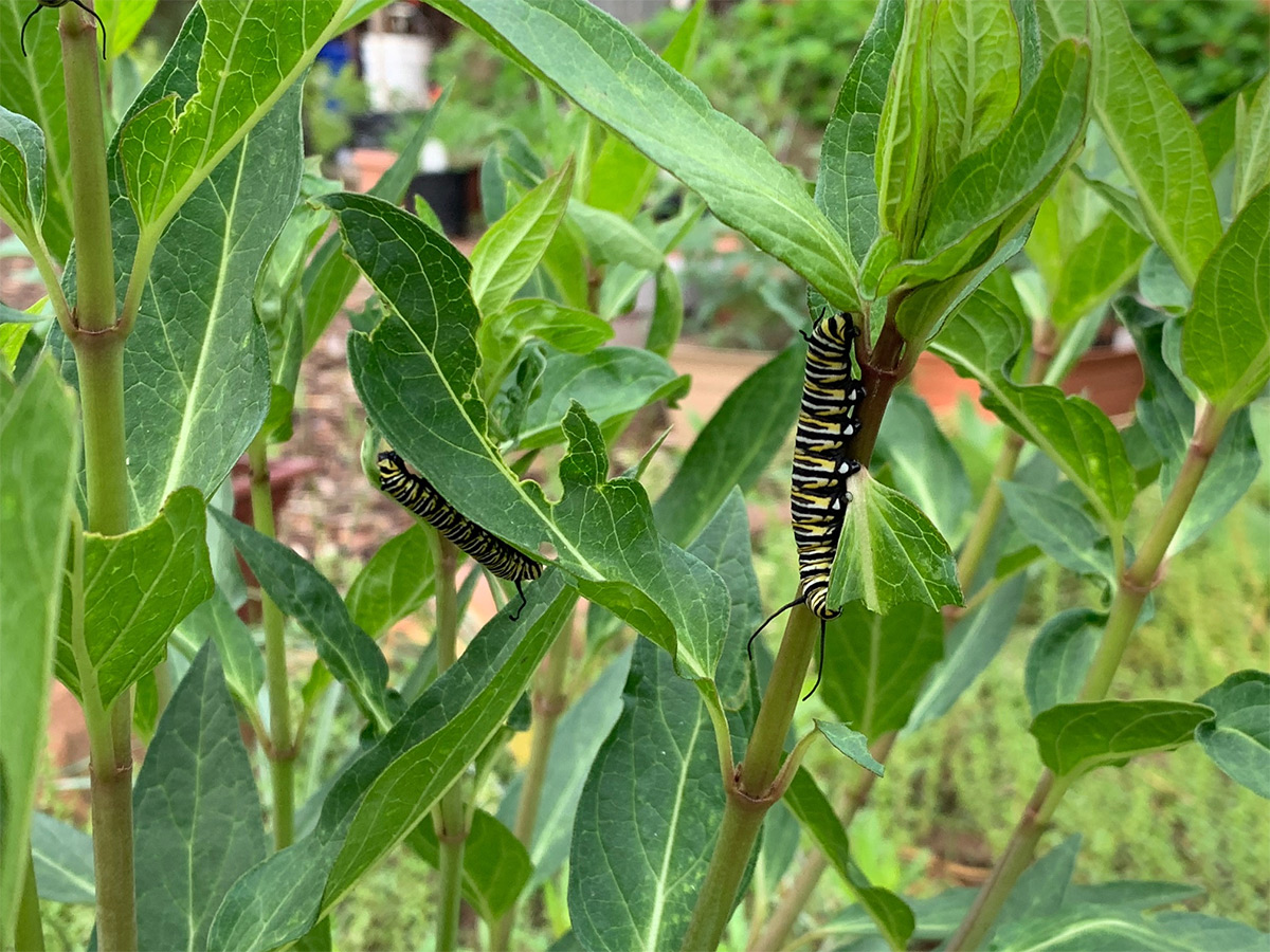 Monarch caterpillar on milkweed plant in garden