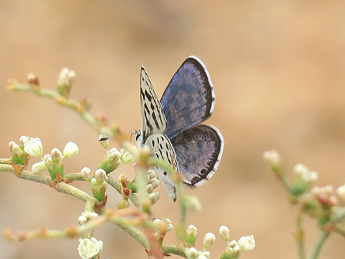 Pallid dotted-blue butterfly on wild buckwheat