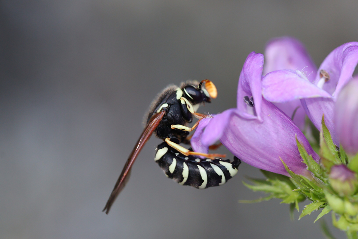 Pollen wasp on flower