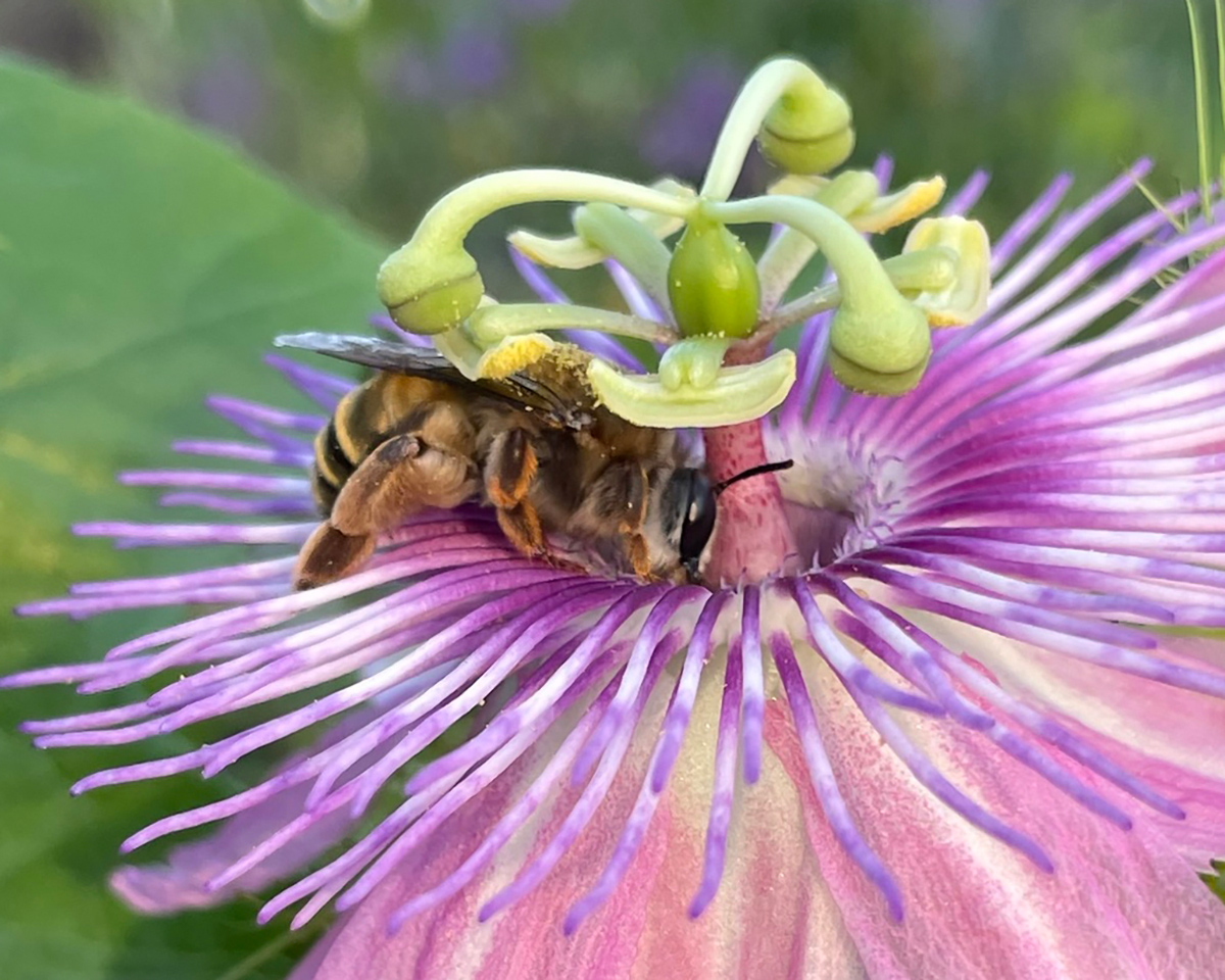 Ptiloglossa Mexicana bee foraging from flower