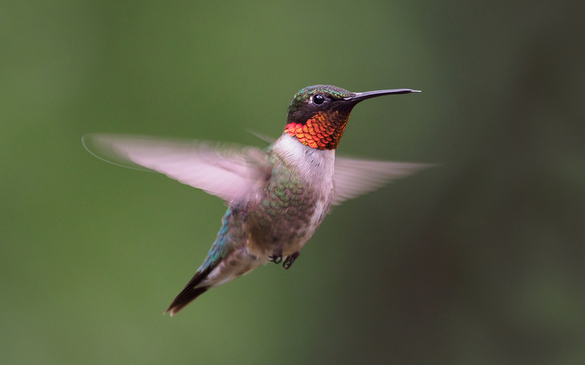 Hummingbird with shimmery red neck