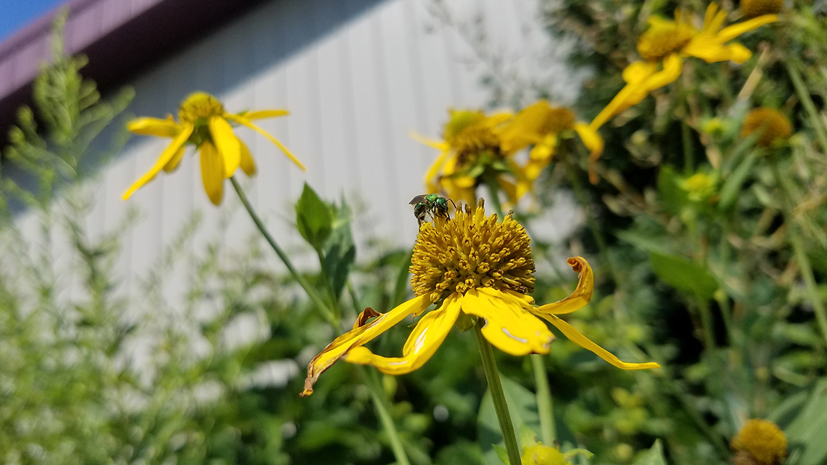 Bee on flower in home garden
