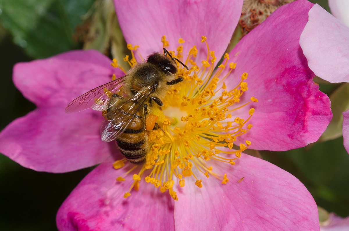 Honey bee on flower with hunk of pollen paste on legs