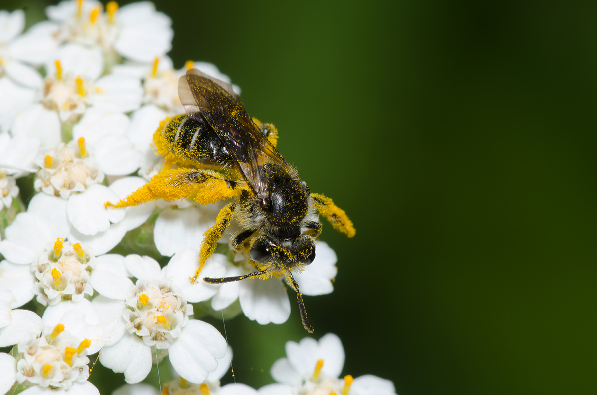 Native bee covered in dry, loose pollen grains