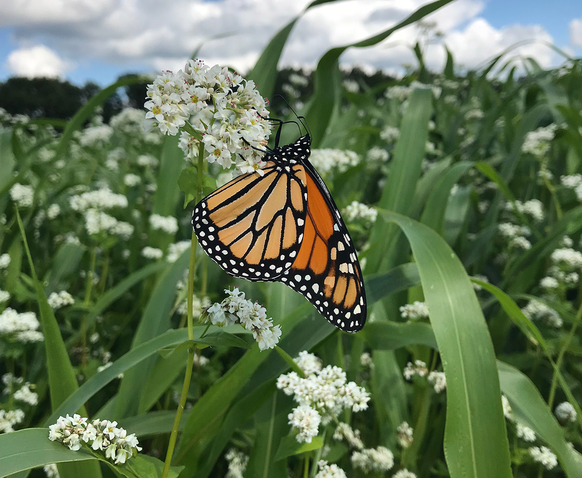 Buckwheat and sorghum Sudangrass cover crops with monarch butterfly visiting