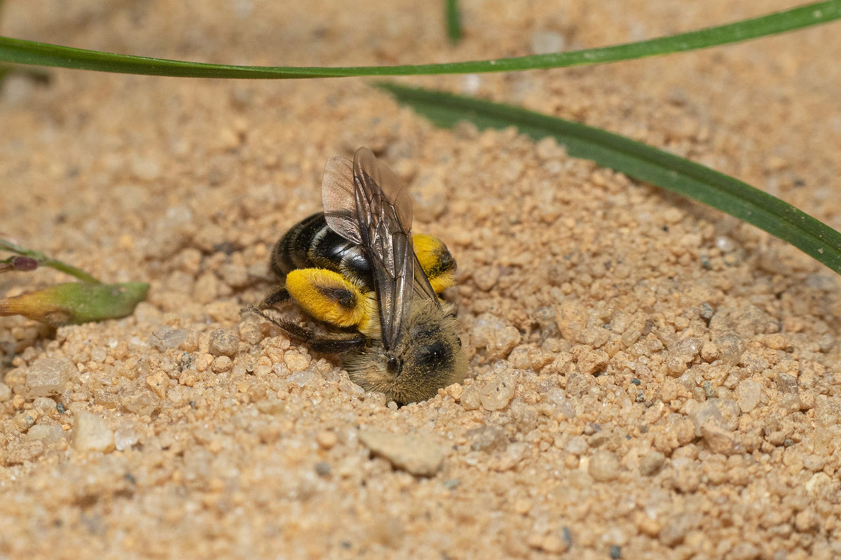 Bee digging in sand