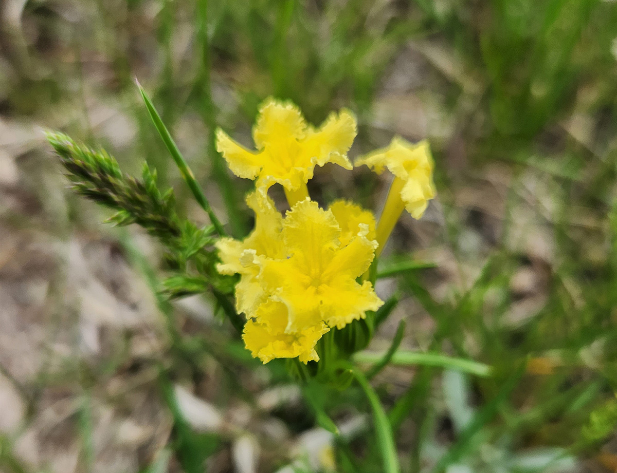 Yellow flower of fringed pucoon