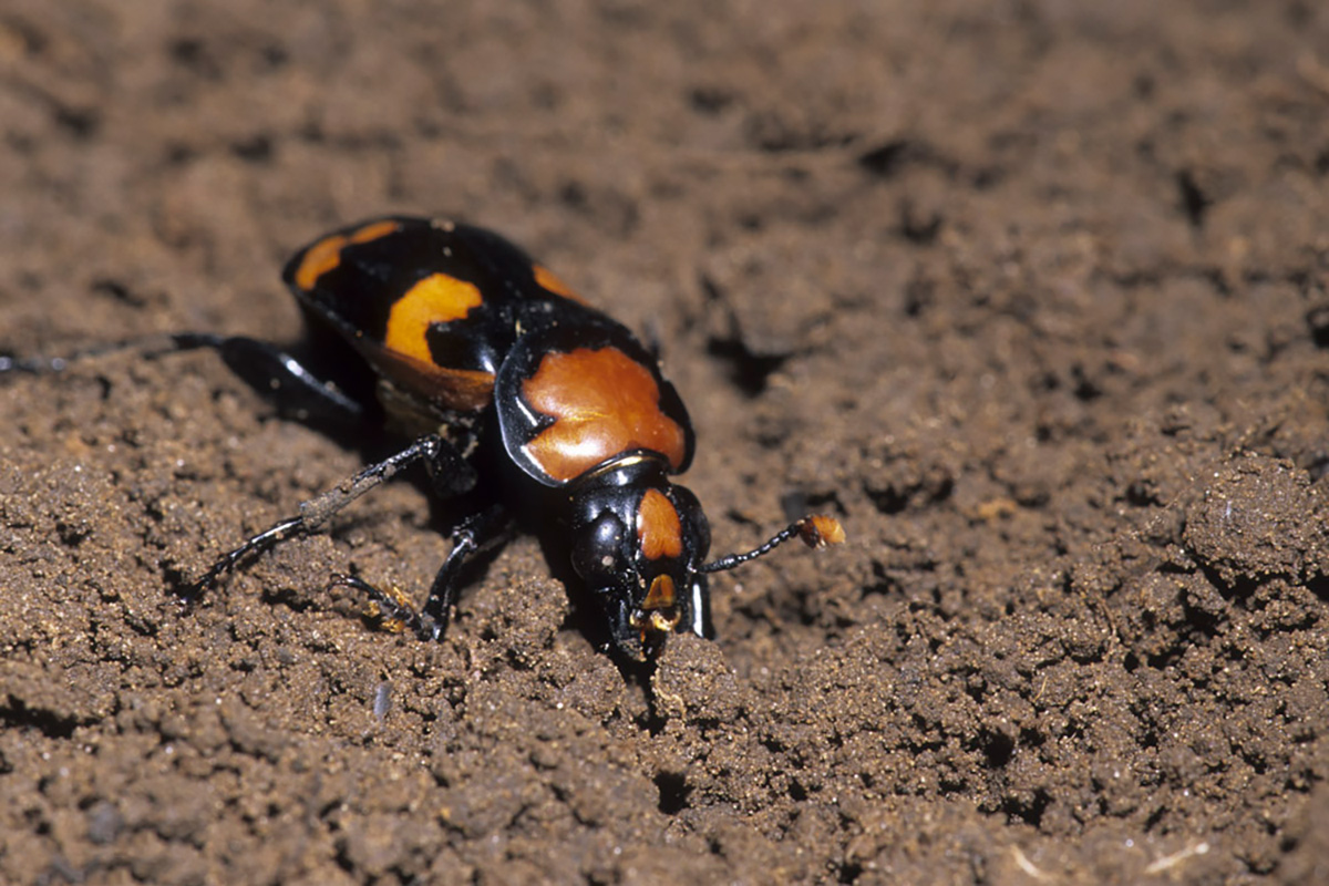 Orange and black beetle in soil