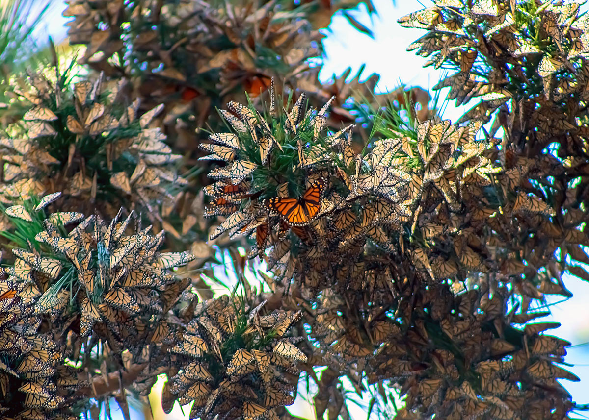 Cluster of hundreds of monarchs on a tree branch