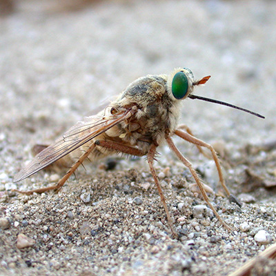 Delhi Sands flower loving fly in sand, with its big green eyes and sand-colored body