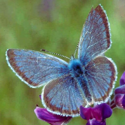 Male Fender's blue butterfly on a flower